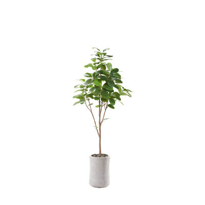 Audrey Ficus in Weston Planter 7' - 323607