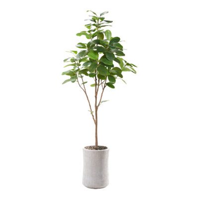 Audrey Ficus in Weston Planter 7' - 323607