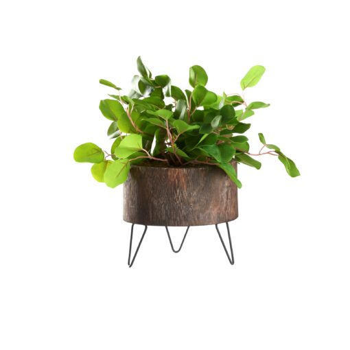 Eucalyptus in Medium Clayton Planter - 239014