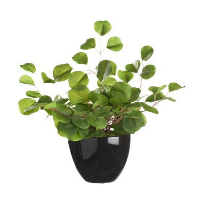 Eucalyptus in Round Black Planter - 239015