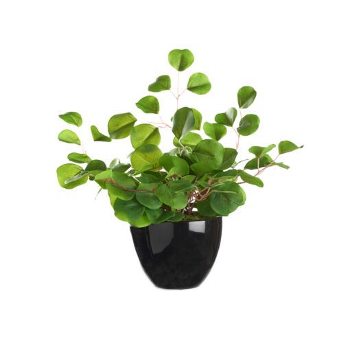 Eucalyptus in Round Black Ceramic Planter - 239015