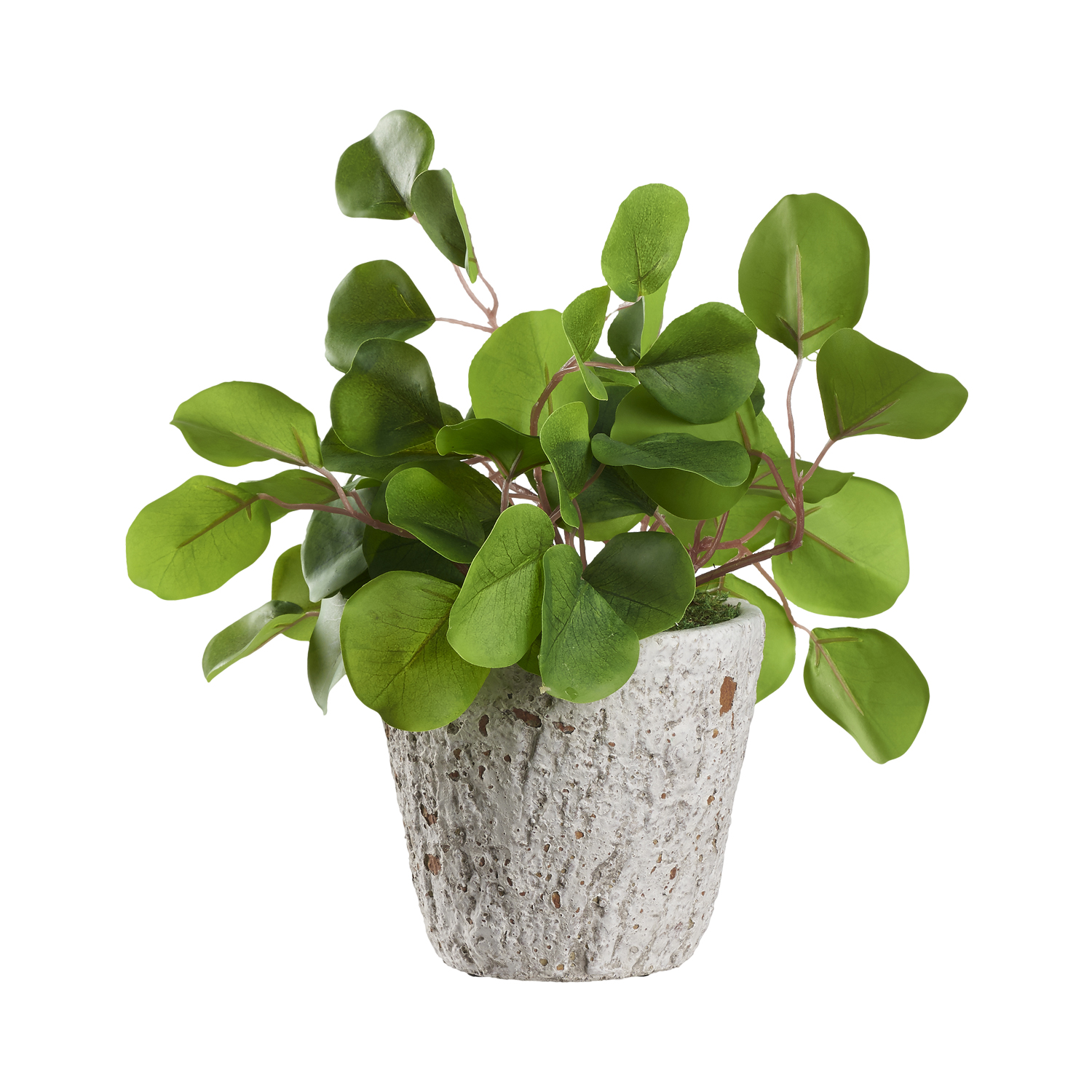 Eucalyptus in Small Genevieve Planter - 239018