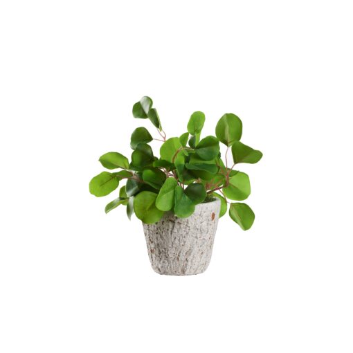 Eucalyptus in Small Genevieve Planter - 239018