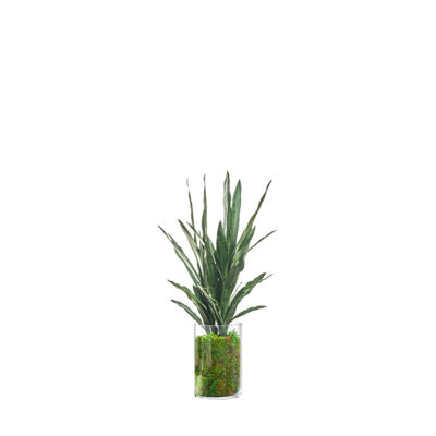Sansevieria in Rowan Vase - 239022