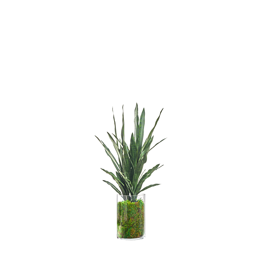 Sansevieria in Rowan Vase - 239022