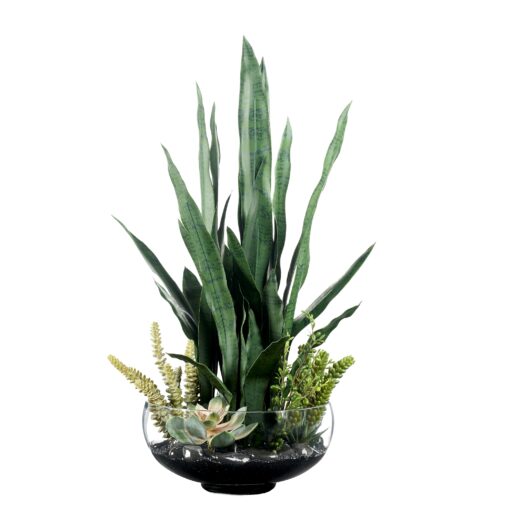 Sansevieria and Assorted  in Terrarium Bowl - 239025