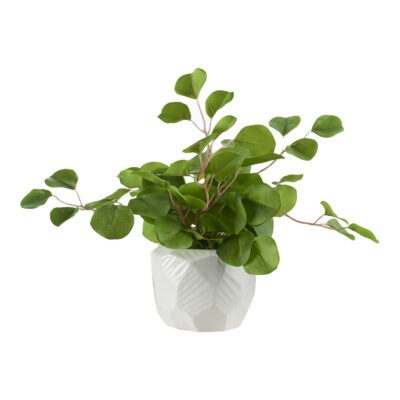 Eucalyptus in White Flintstone Planter - 239031