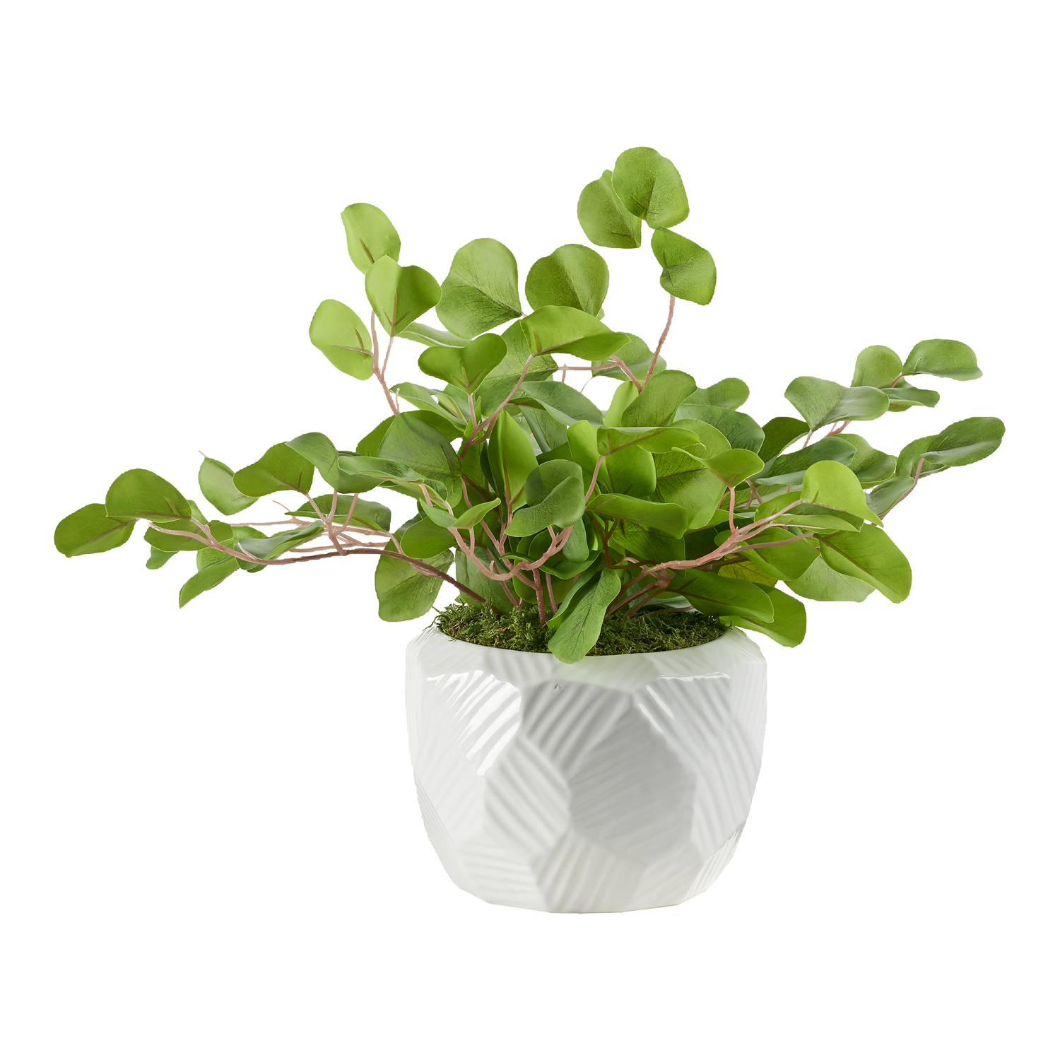 Eucalyptus in Flintstone Planter - 239032