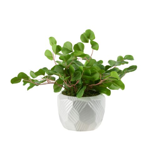 Eucalyptus in Large White Flintstone Planter - 239032