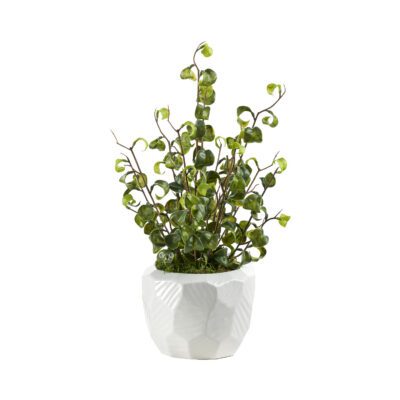 Benjamina Ficus in Flintstone Planter - 239033