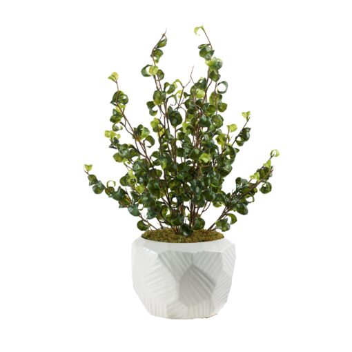 Benjamin Ficus in Large White Flintstone Planter - 239034