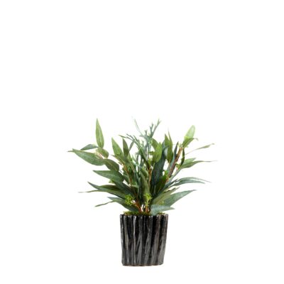 Staghorn Fern and Eucalyptus in Small Ripple Planter - 239037