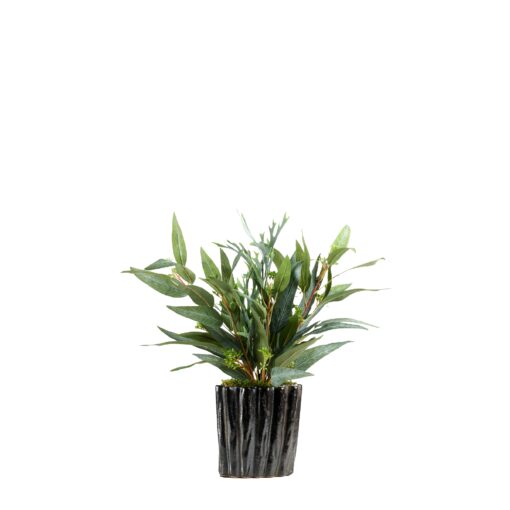 Staghorn Fern and Eucalyptus in Small Ripple Planter - 239037