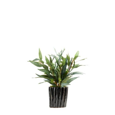 Staghorn Fern & Eucalyptus in Ripple Planter - 239037