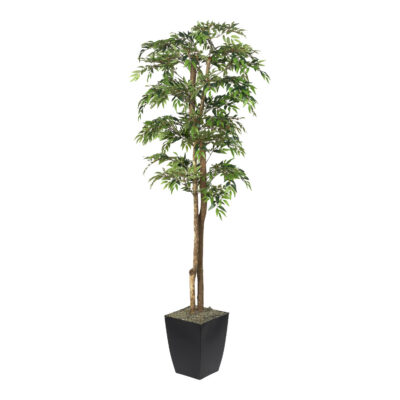 Ruscus Tree in Cardinal Planter 6' - 323818