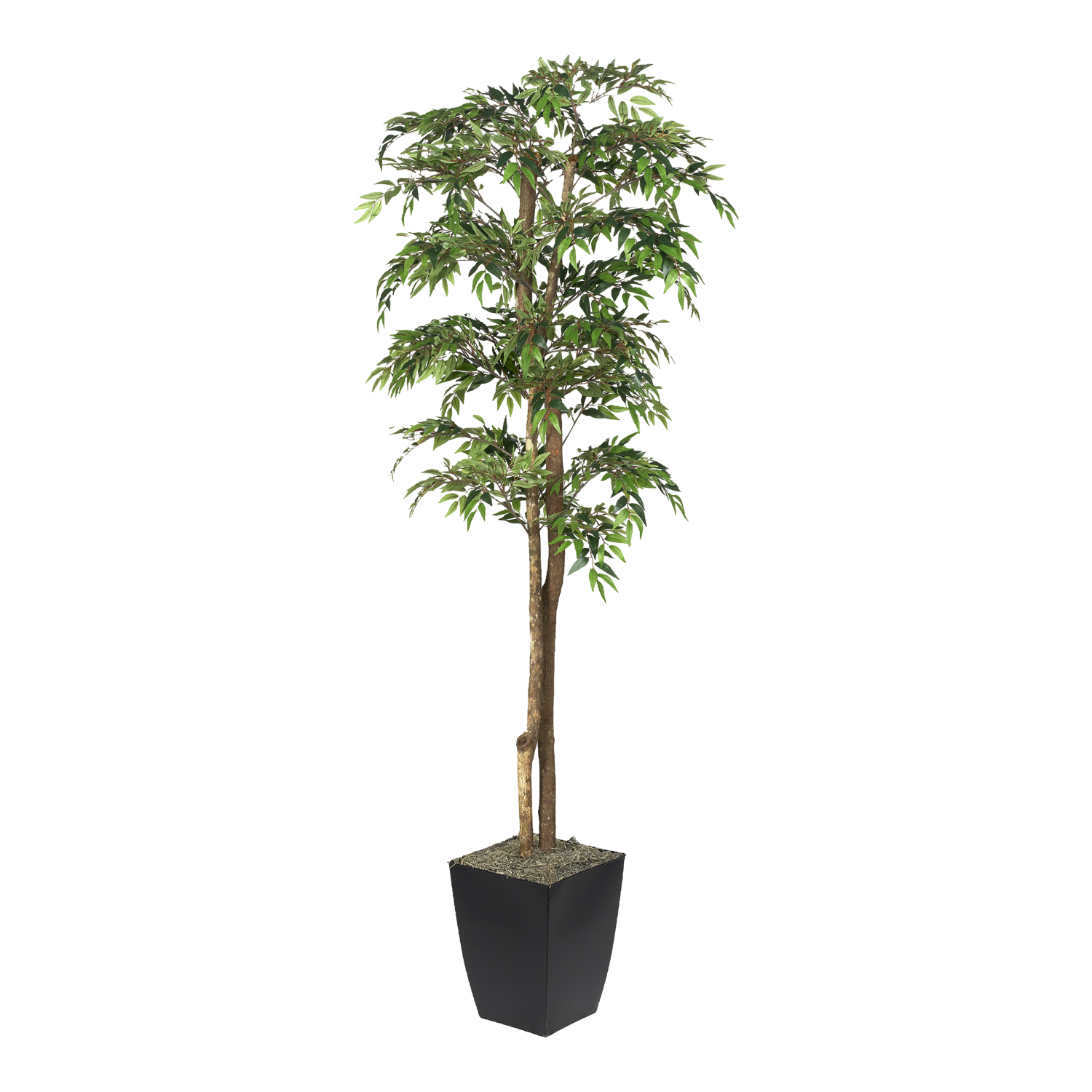 Ruscus Tree in Cardinal Planter 6' - 323818