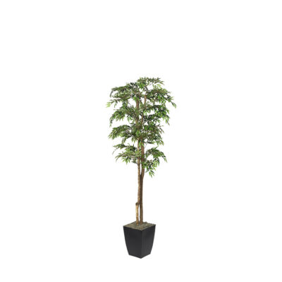 Ruscus Tree in Cardinal Planter 6' - 323818