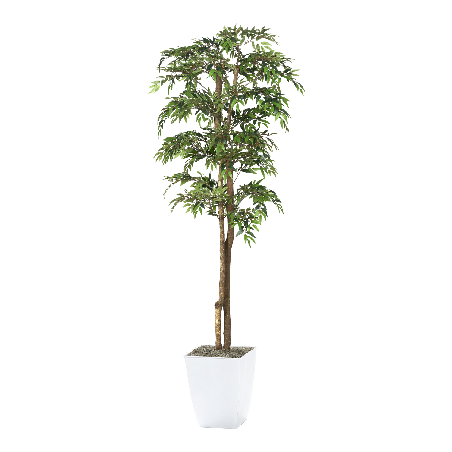 Ruscus Tree in Cardinal Planter 6' - 323819