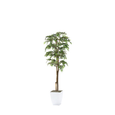 Ruscus Tree in Cardinal Planter 6' - 323819