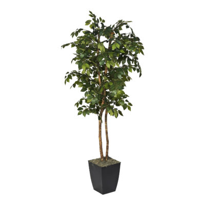 Sakaki Tree in Cardinal Planter 6' - 323820
