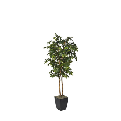 Sakaki Tree in Small Black Cardinal Planter 6' - 323820