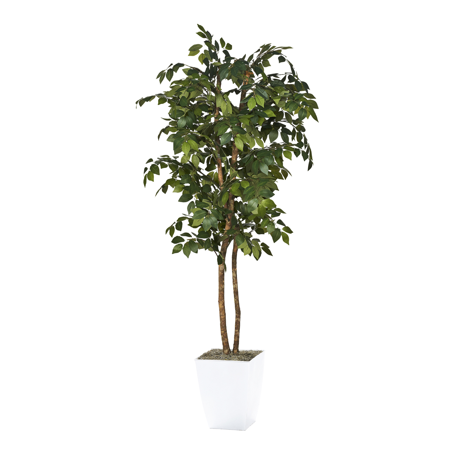 Sakaki Tree in Cardinal Planter 6' - 323821