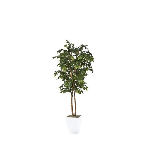 Sakaki Tree in Cardinal Planter 6' - 323821
