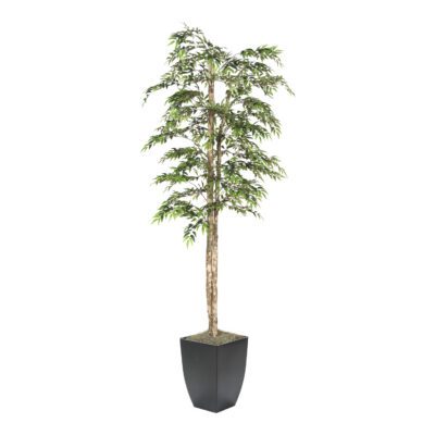 Ruscus Tree in Cardinal Planter 7' - 323822