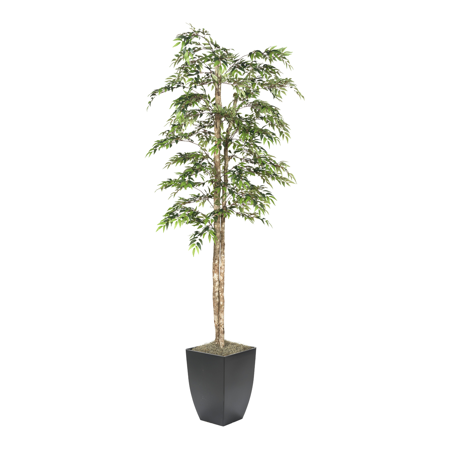 Ruscus Tree in Cardinal Planter 7' - 323822