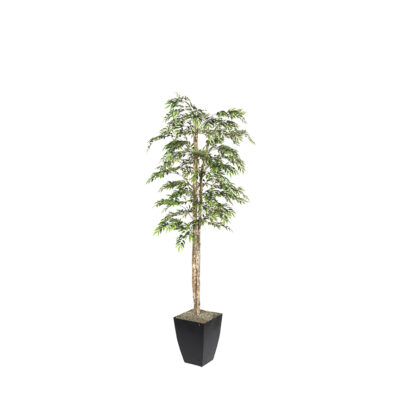 Ruscus Tree in Cardinal Planter 7' - 323822