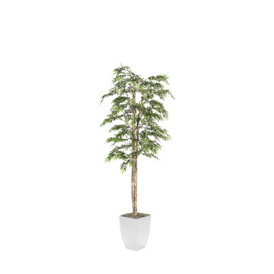 Ruscus Tree in Cardinal Planter 7' - 323823
