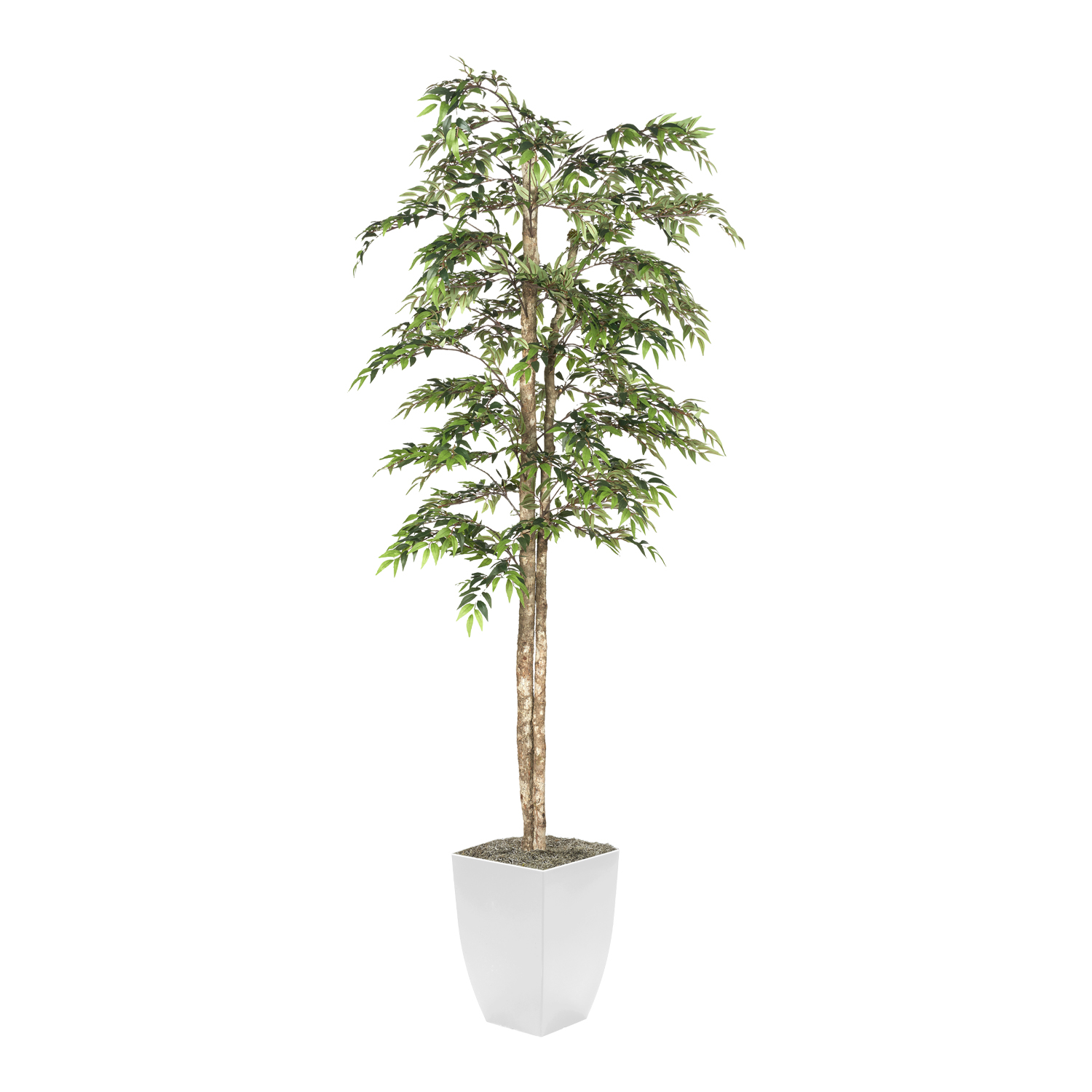 Ruscus Tree in Cardinal Planter 7' - 323823