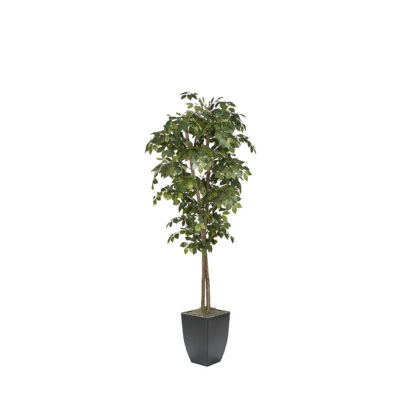 Sakaki Tree in Cardinal Planter 7' - 323824