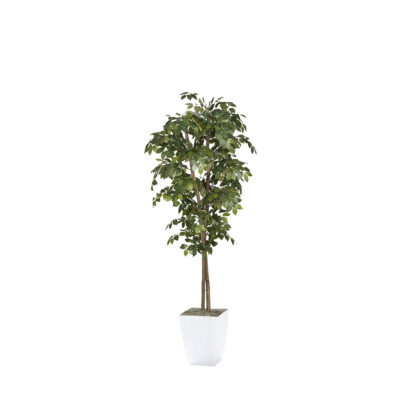 Sakaki Tree in Cardinal Planter 7' - 323825