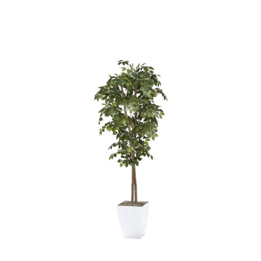 Sakaki Tree in Cardinal Planter 7' - 323825
