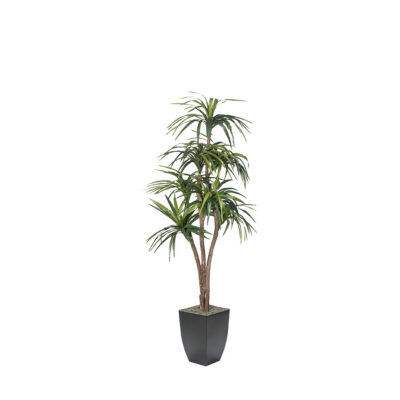 Dracaena Tree in Cardinal Planter 7' - 323826