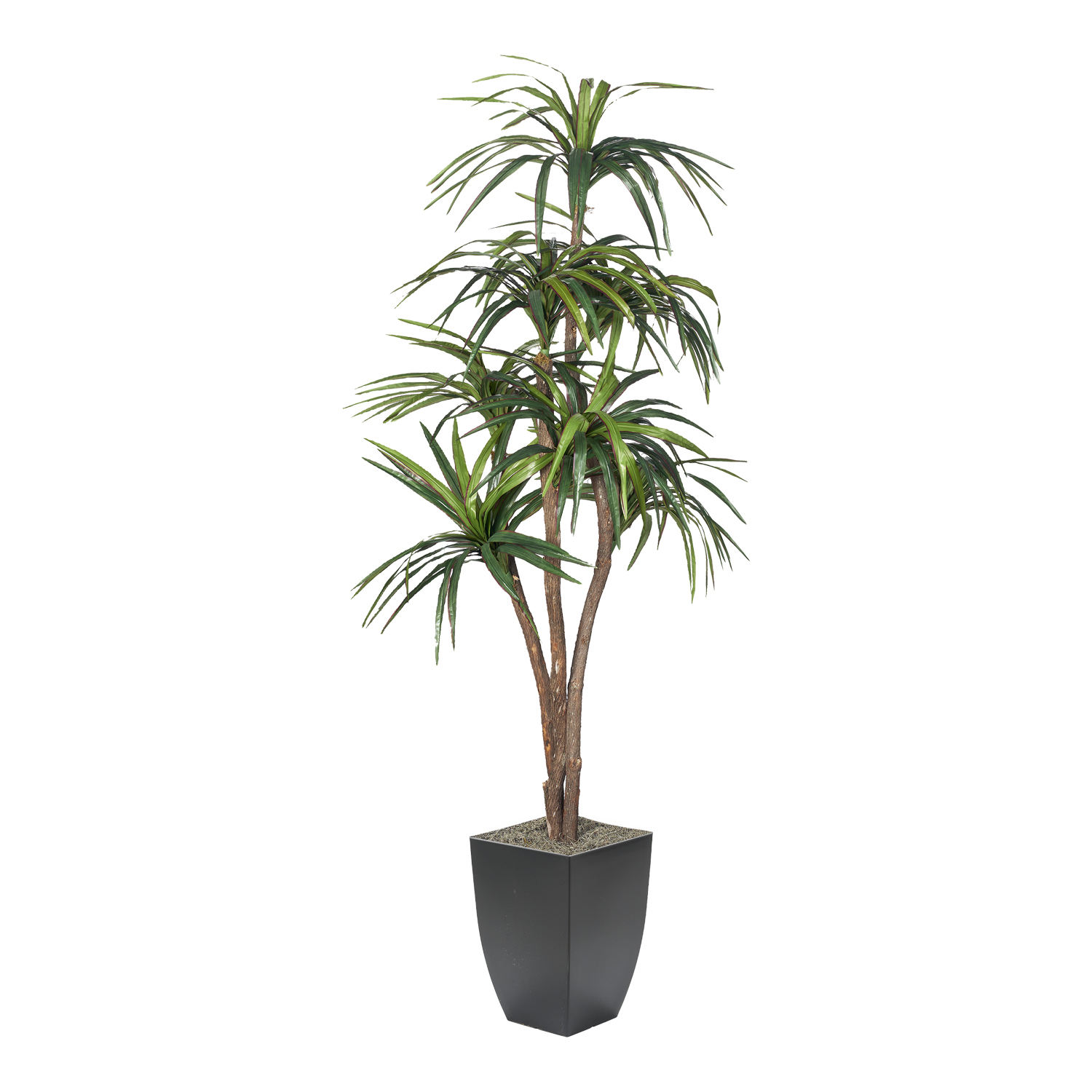 Dracaena Tree in Cardinal Planter 7' - 323826