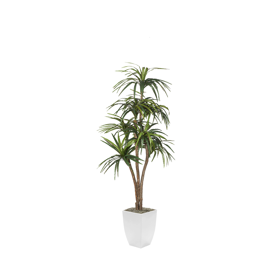 Dracaena Tree in Cardinal Planter 7' - 323827