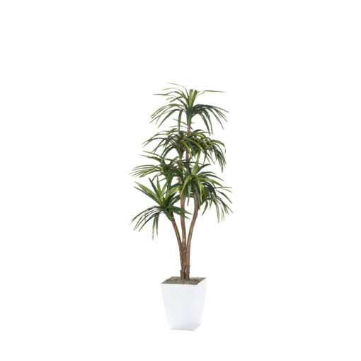 Dracaena Tree in Cardinal Planter 7' - 323827