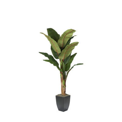 Banana Tree in Cardinal Planter 7' - 323828