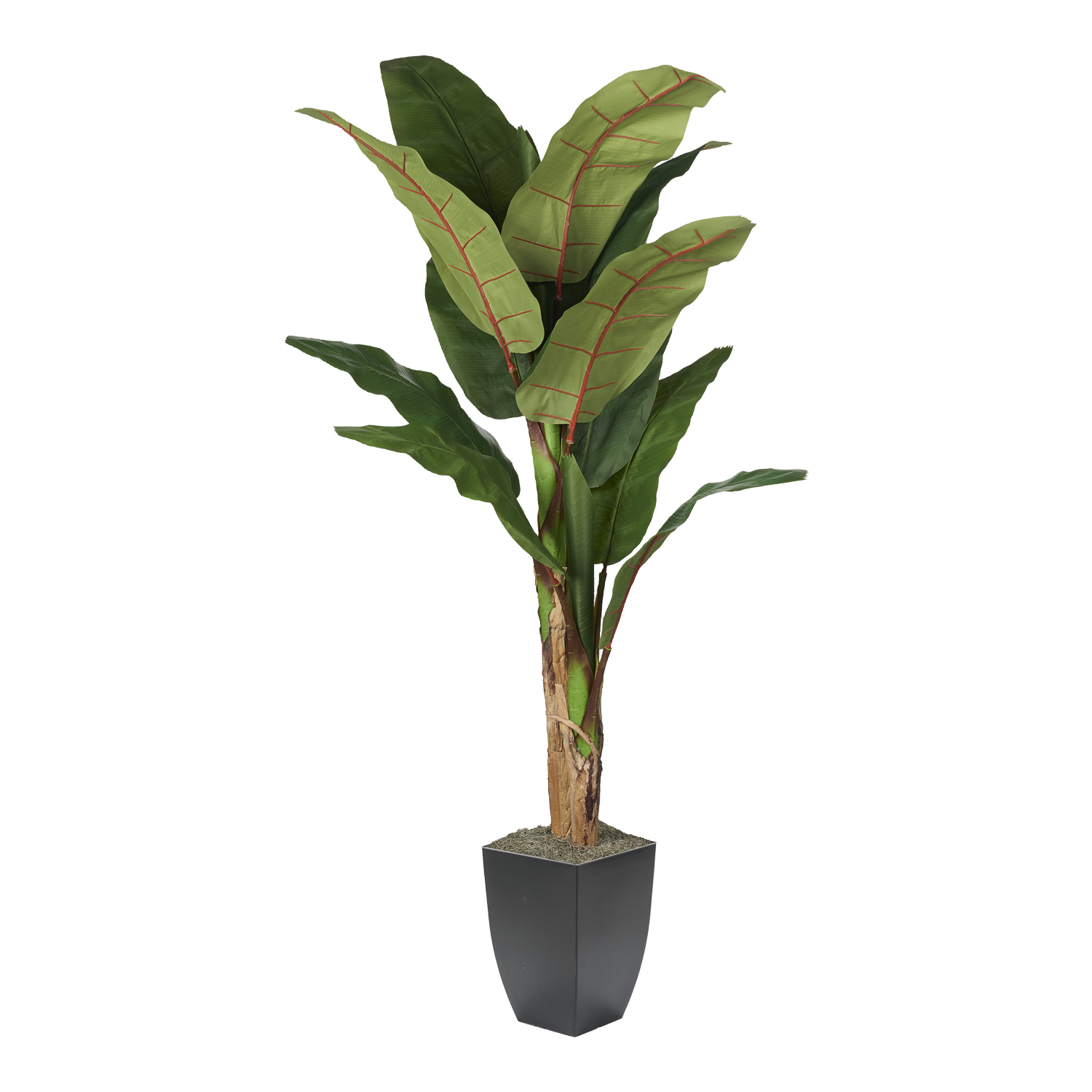 Banana Tree in Cardinal Planter 7' - 323828