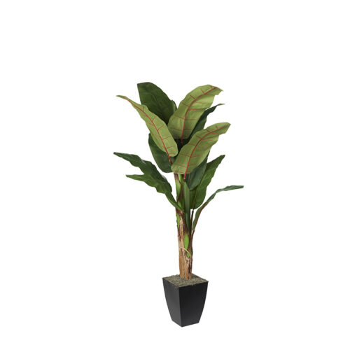 Banana Tree in Cardinal Planter 7' - 323828