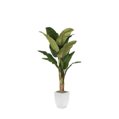 Banana Tree in Cardinal Planter 7' - 323829