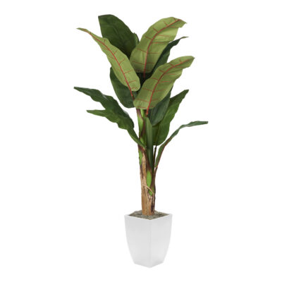 Banana Tree in Cardinal Planter 7' - 323829