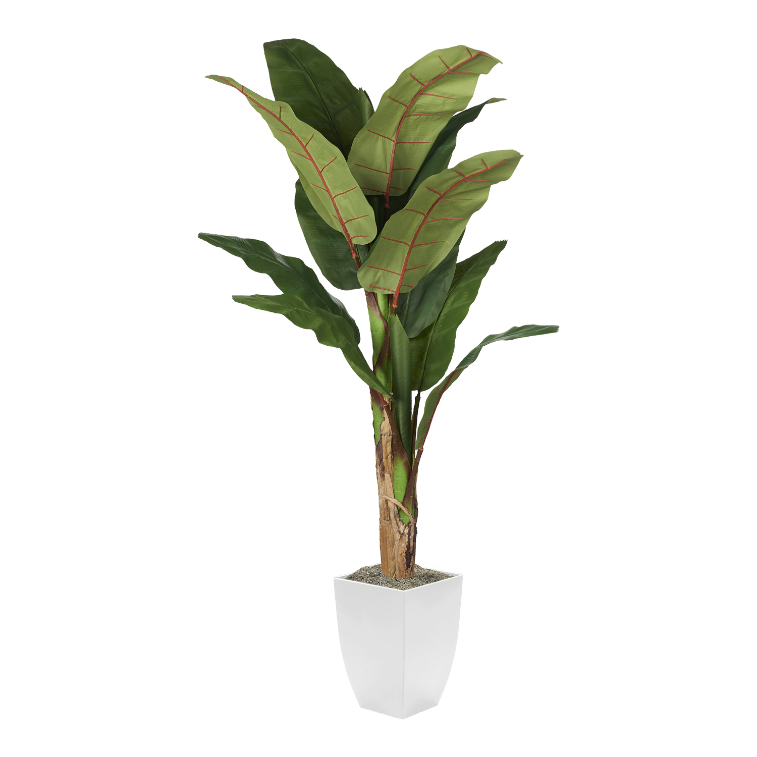 Banana Tree in Cardinal Planter 7' - 323829
