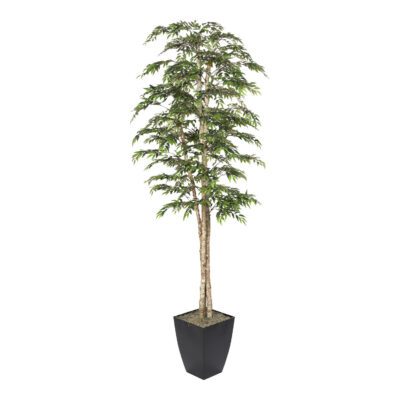 Ruscus Tree in Cardinal Planter 8' - 323830