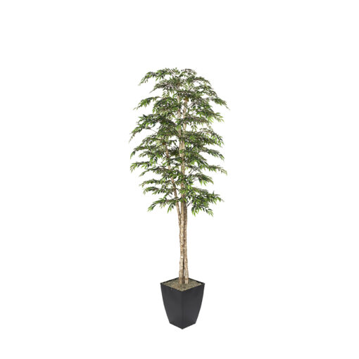 Ruscus Tree in Cardinal Planter 8' - 323830