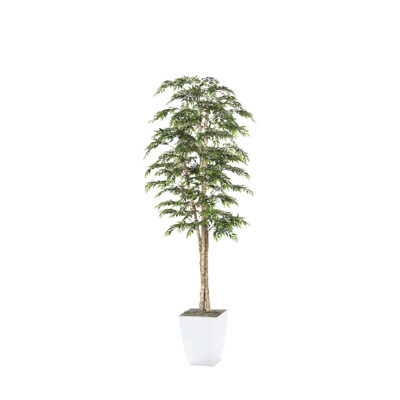 Ruscus Tree in Cardinal Planter 8' - 323831