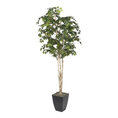 Sakaki Tree in Cardinal Planter 8' - 323832