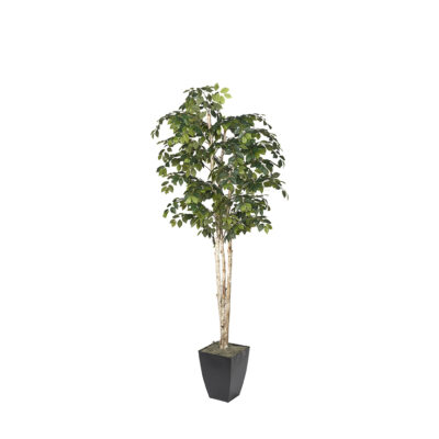 Sakaki Tree in Cardinal Planter 8' - 323832
